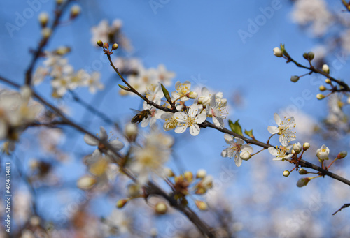 A bee flying to a plum branch
