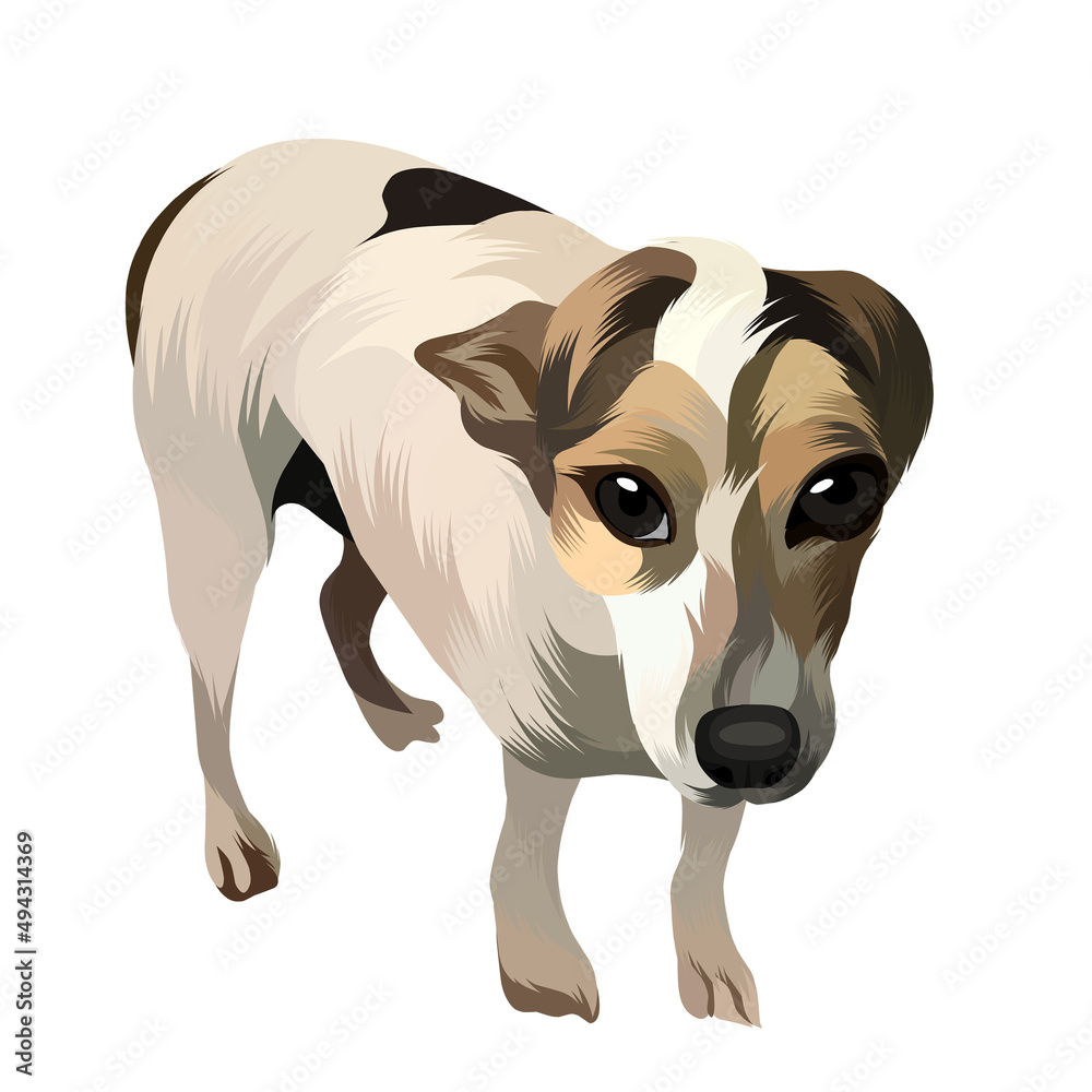 Animal vector illustration