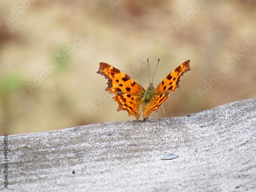 Schmetterling in Taunusstein photo