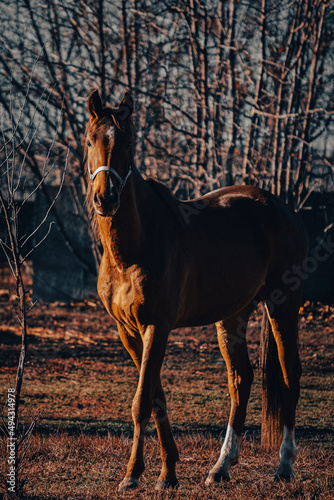 Horse