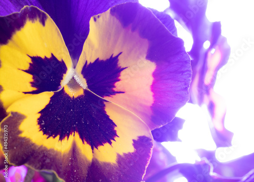 Foto macro de flor del pensamiento. Viola × wittrockiana photo