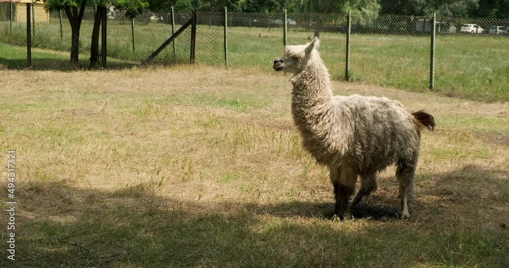 Funny white fairy lama pooping and peeing on the field in the open zoo, ignoring everybody, being selfish. Wild animal mammal in the cage, under protection. Farm livestock grazing food outside fence