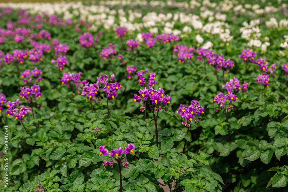 Close up purle flower of potato crop