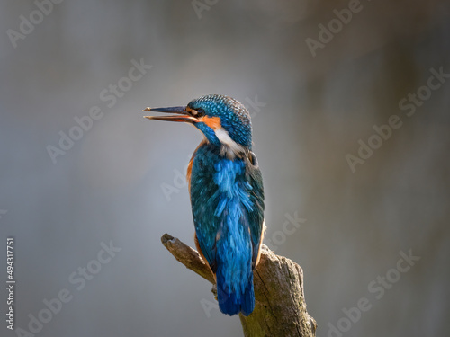 Kingfisher © Heiko