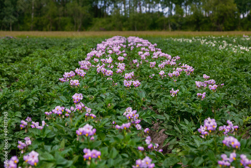 Close up purle flower of potato crop