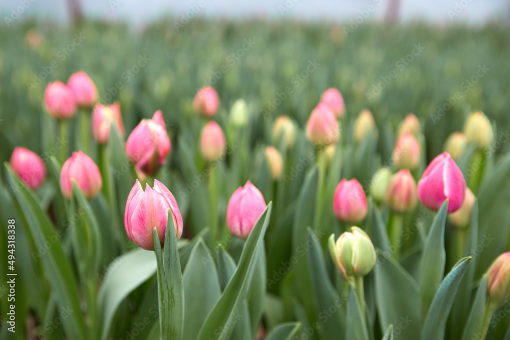 Buds of rose tulips with fresh green leaves in soft lights at blur background. Buds of rose tulips with fresh green leaves in soft lights at blur background.