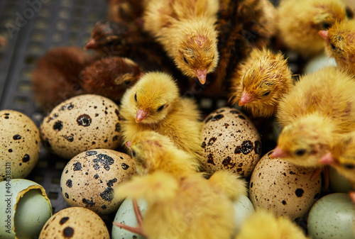 A newborn quail stands among the Chicks and eggs in the incubator. Poultry farm and egg production.