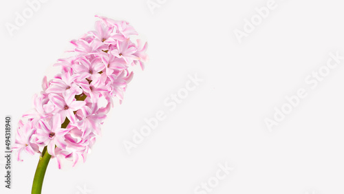 Flowers composition. Pink, rose quartz hyacinth on a white background. Concept spring postcard, greeting card wedding, birthday, mother's day, international women's day. Flat lay, copy space © Garnar