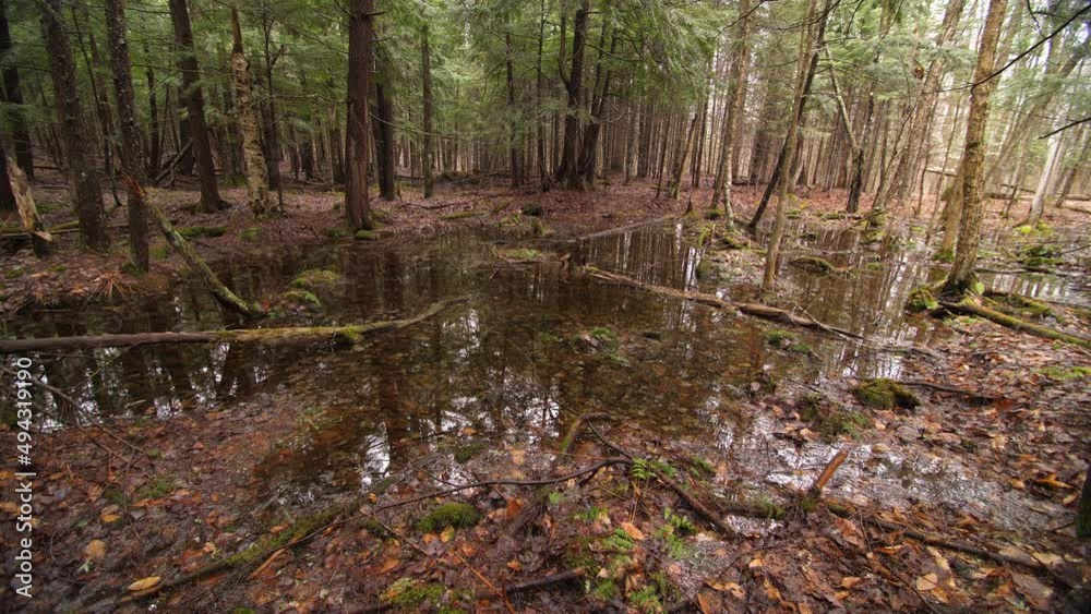 Swamp in the forest. Flooded area with water, decaying trees and leaves. Ontario, Canada.