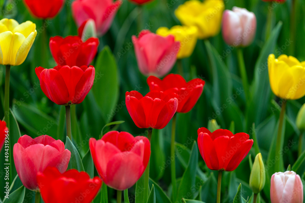 Colourful tulip garden