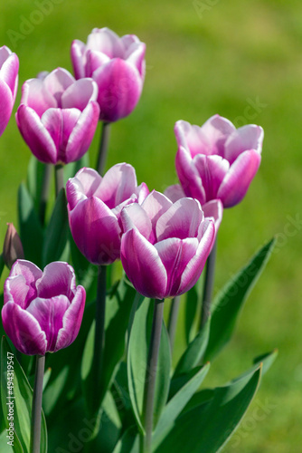 Colourful tulip garden