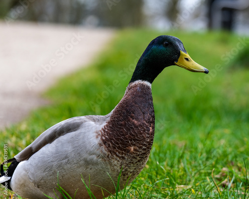 Mallard duck on the river bank