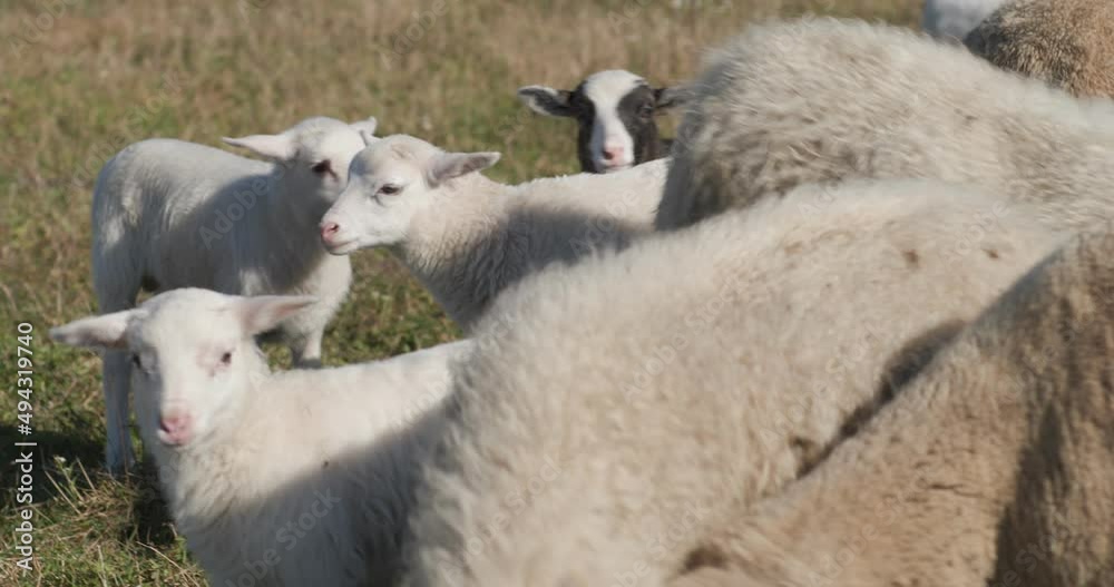 lambs among the herd in the field