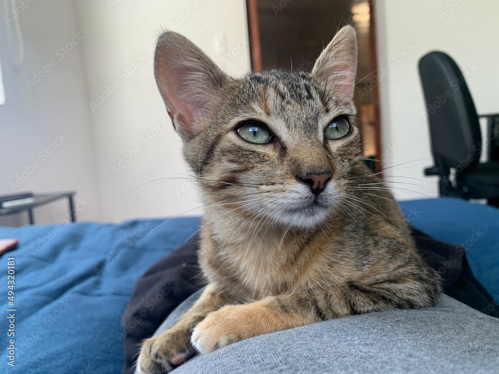Gato Gato