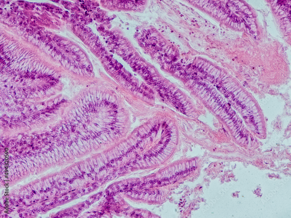blackbird small intestine cross section under the microscope showing