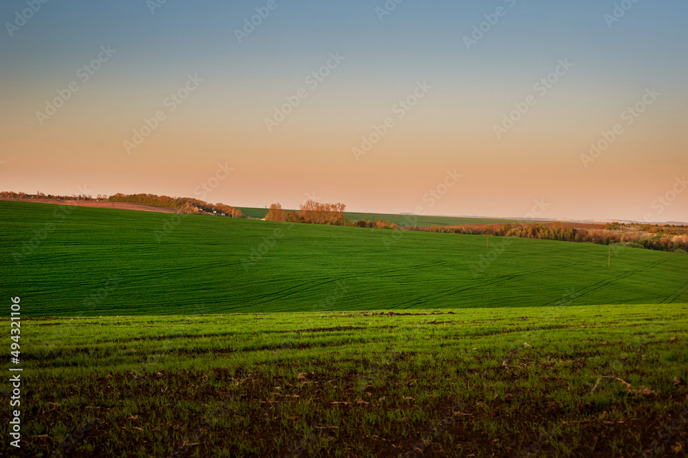 green winter wheat in early spring at sunset. green winter wheat in early spring at sunset.
