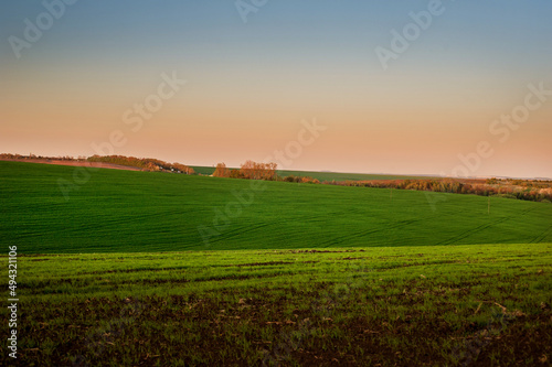 green winter wheat in early spring at sunset.