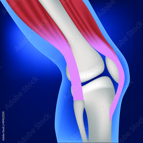 Canvas Print Anatomy of the bones of the knee joint with mice