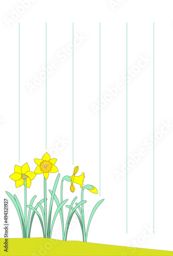 A template of the postcard with yellow trumpet daffodil flowers