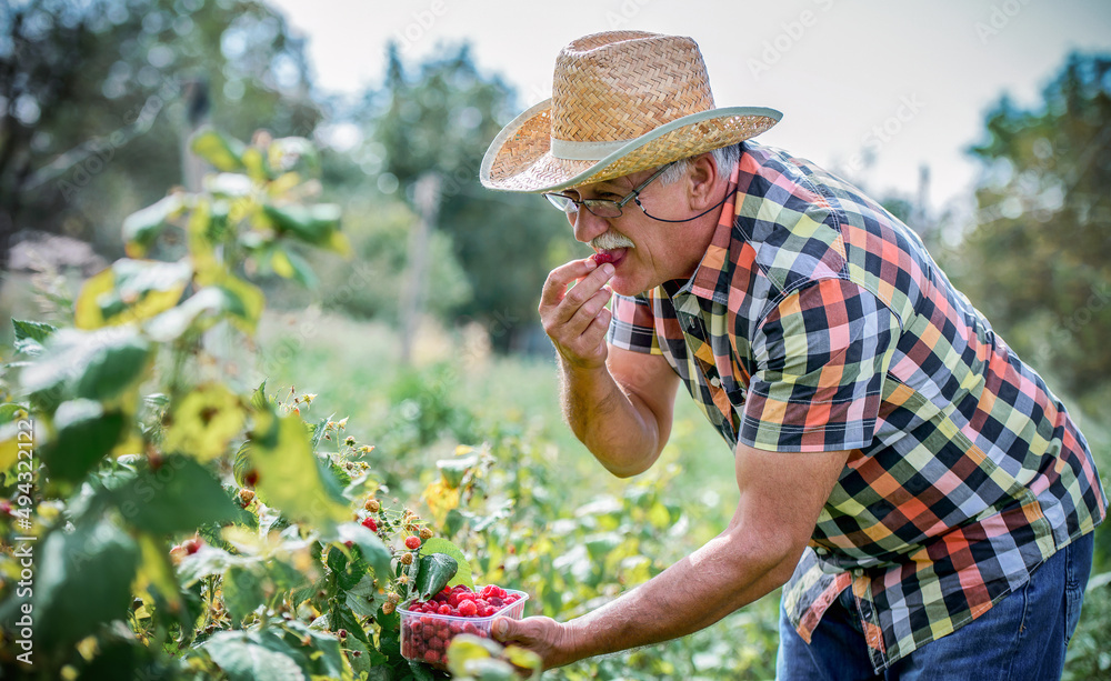 Senior man working in the garden, picking raspberries. Hobbies and leisure, gardening