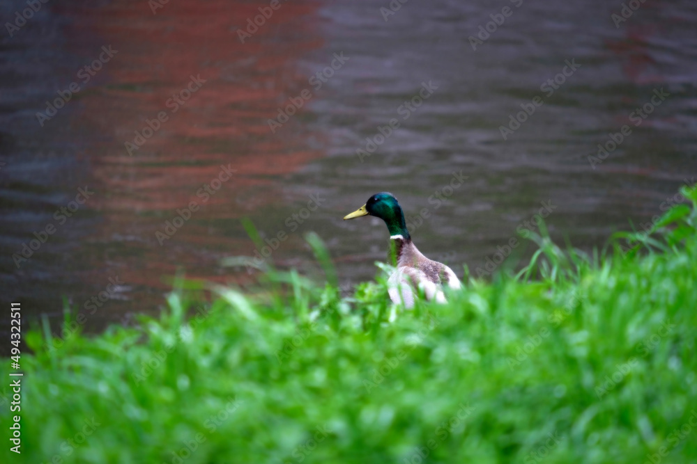 Obraz premium A lonely drake in the green grass by the river looks at the water in the rain.