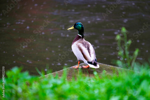 A drake in the green grass by the river looks at the water in the rain.