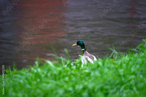 A lonely drake in the green grass by the river looks at the water in the rain.