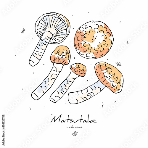 Vector linear illustration with a set of edible Matsutake mushrooms. The concept of Asian food, mushrooms.