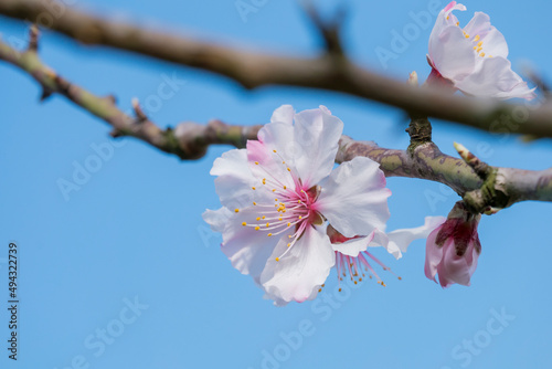 Mandelblüte (Prunus dulcis), Pfalz photo