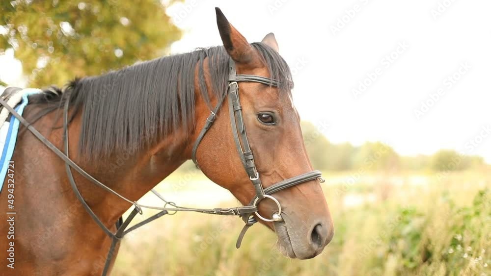 Beautiful brown Arabian horse standing in meadow and looking in camera.
