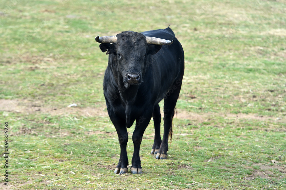 bull with big horns in the spanish cattle farm bull with big horns in the spanish cattle farm