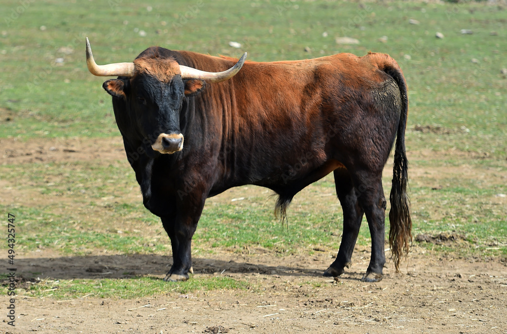 un tipico toro español con grandes cuernos un tipico toro español con grandes cuernos