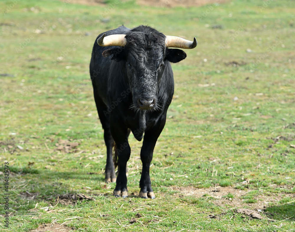 un toro en una ganaderia de animales bravos un toro en una ganaderia de animales bravos