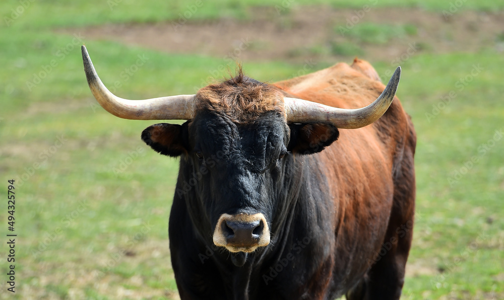 un tipico toro español con grandes cuernos un tipico toro español con grandes cuernos
