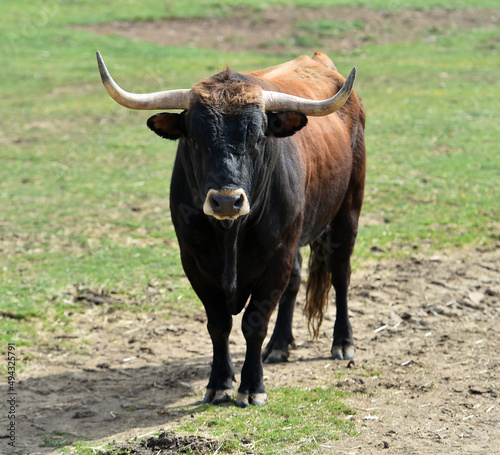 spanish bull with big horns in the spanish cattle raising