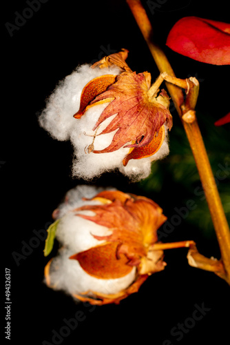 Cotton fruit on branch illuminated with dark background. photo