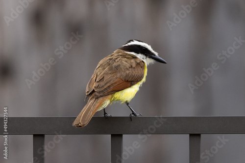 Closeup of a tiny pitangus sulphuratus bird on a metal fence photo