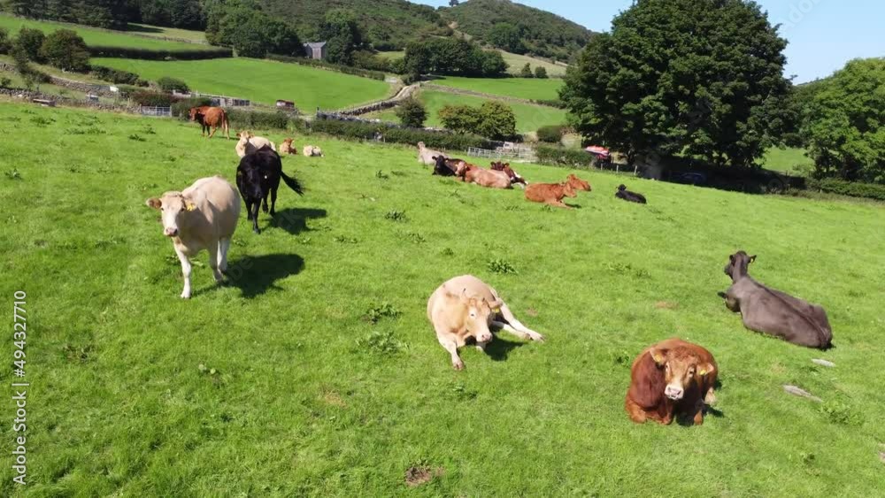 Cattle Bull Cows and Calves eating grass in a field at a farm in UK 16 4K Cattle Bull Cows and Calves eating grass in a field at a farm in UK 16 4K
