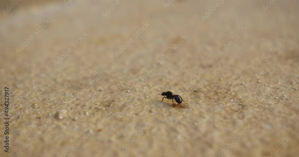 macro goosebumps that goes along the sand tiles. big ants. close-up macro goosebumps that goes along the sand tiles. big ants. close-up