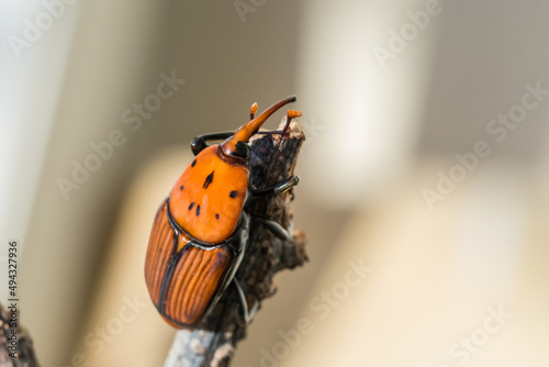 A red palm weevil, Rhynchophorus ferrugineus, resting on a dry twig in a garden. Pest insect species photo