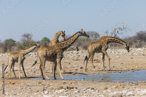 Photography Giraffes are drinking water from a pond in Namibia Wildlife Safari, Africa