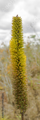 Aloe , also written Aloë, is a genus containing over 560 species of flowering succulent plants.