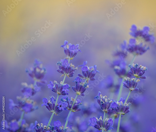 close up of lavender flowers © Agata Kadar