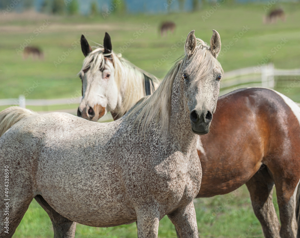 Arabian and Pinto horses in field
