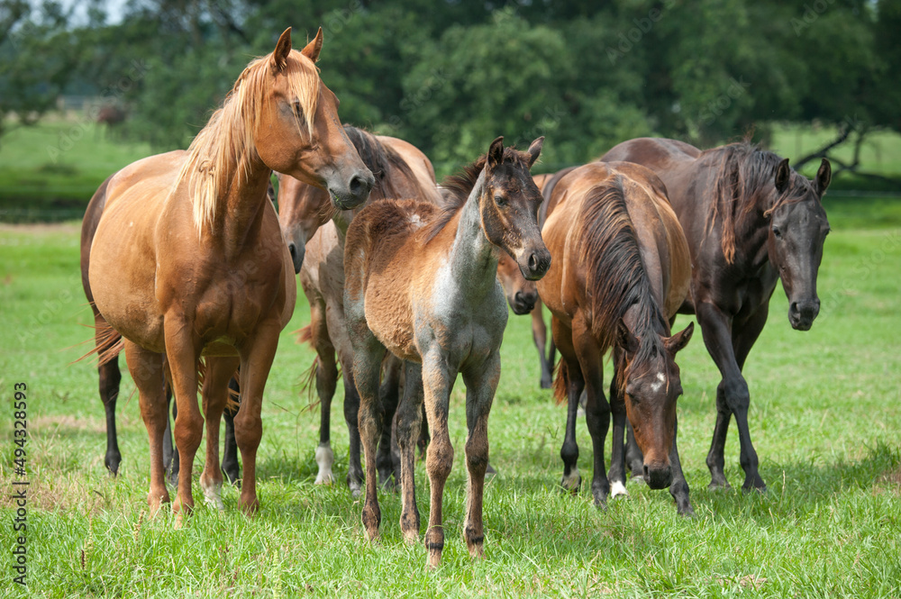 Quarter Horse herd with mares and foals.