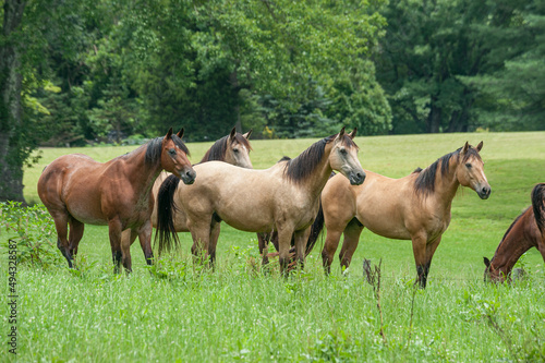 Horse herd with mixed breeds © Mark J. Barrett