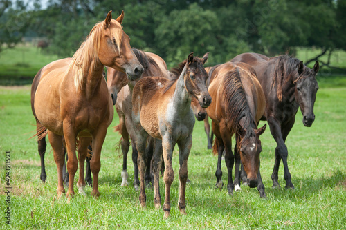 Quarter Horse herd with mares and foals. © Mark J. Barrett