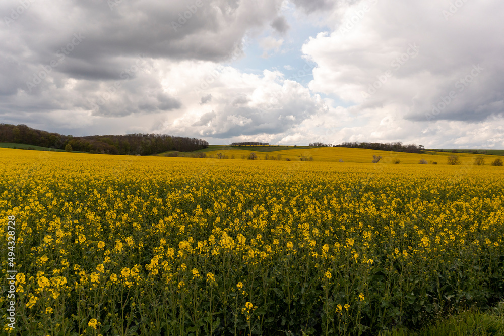 Landscape with yellow, flowering rapeseed field and cloud sky