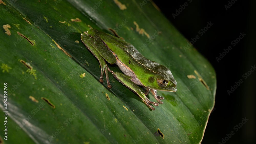Green frog on a banana leaf in the jungle of Ecuador. The frogs can be found throughout the rainforests of south america. Green frog on a banana leaf in the jungle of Ecuador. The frogs can be found throughout the rainforests of south america.