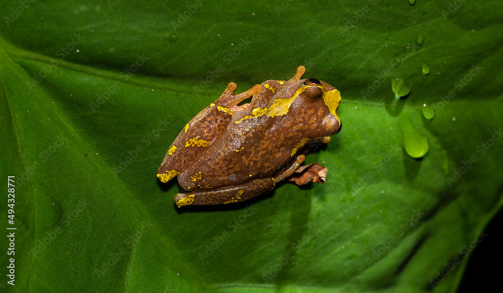 Obraz premium Poison Tree frog from Ecuador.